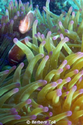 Some pink anemonefish who stuck around to pose for me.  S... by Barbara Toll 
